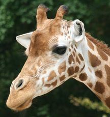 Giraffe-089.jpg